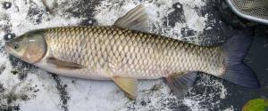 Grass Carp