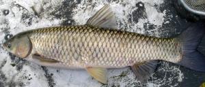 Grass Carp