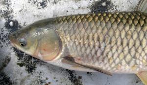 Grass Carp