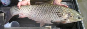 Grass Carp