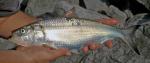 Skipjack Herring - Alosa chrysochloris