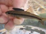 River Chub