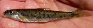 Western Gravel Chub