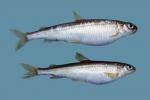 Pygmy Whitefish - Prosopium coulterii