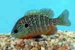 Sunfish Family - Centrarchidae