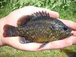 Warmouth - Lepomis gulosus