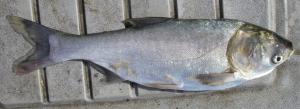 Silver Carp