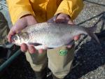 Gizzard Shad - Dorosoma cepedianum