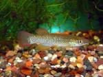 Plains Topminnow - Fundulus sciadicus