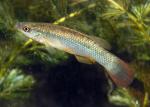 Topminnow Family - Fundulidae