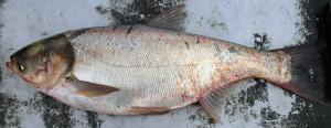 Silver Carp