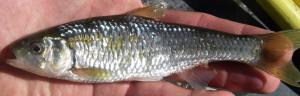 Central Striped Shiner