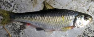 Central Striped Shiner