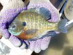 Bluegill - Lepomis macrochirus