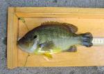 Green Sunfish - Lepomis cyanellus