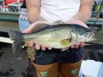 Largemouth Bass - Micropterus salmoides