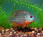 Orangespotted Sunfish - Lepomis humilis