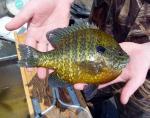 Pumpkinseed - Lepomis gibbosus