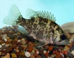 Rock Bass - Ambloplites rupestris