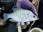 White Crappie - Pomoxis annularis