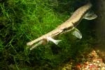 Gar Family - Lepisosteidae