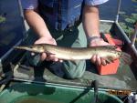 Shortnose Gar - Lepisosteus platostomus