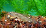 Banded Killifish - Fundulus diaphanus