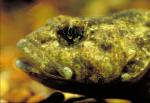 Mottled Sculpin - Cottus bairdii