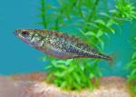 Brook Stickleback - Culaea inconstans