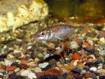 Ninespine Stickleback - Pungitius pungitius