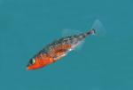 Threespine Stickleback - Gasterosteus aculeatus