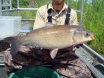 Bigmouth Buffalo - Ictiobus cyprinellus