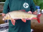 Greater Redhorse - Moxostoma valenciennesi