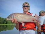 Smallmouth Buffalo - Ictiobus bubalus