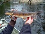 White Sucker - Catostomus commersonii