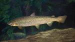 Atlantic Salmon - Salmo salar