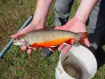 Brook Trout - Salvelinus fontinalis