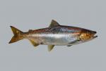 Chinook Salmon - Oncorhynchus tshawytscha