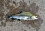 Pink Salmon - Oncorhynchus gorbuscha