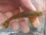 Greenside Darter