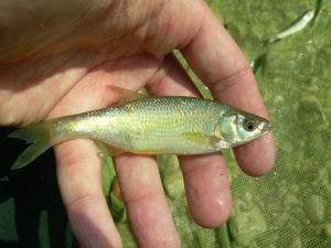 Golden Shiner