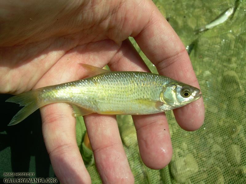 Golden Shiner