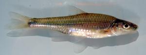 Notropis buccatus