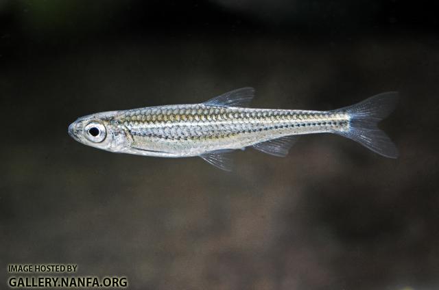 Tennessee shiner