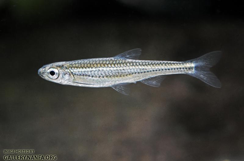 Tennessee shiner