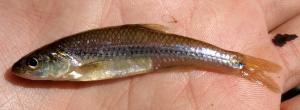 Notropis dorsalis dorsalis