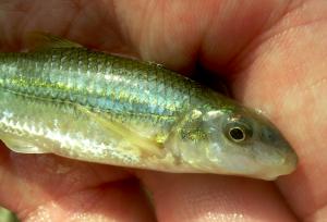 Suckermouth Minnow