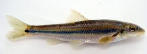 Phenacobius mirabilis