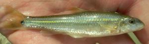 Suckermouth Minnow