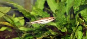 Northern Redbelly Dace